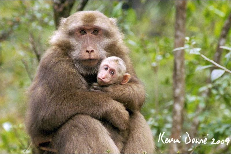 snow monkeys