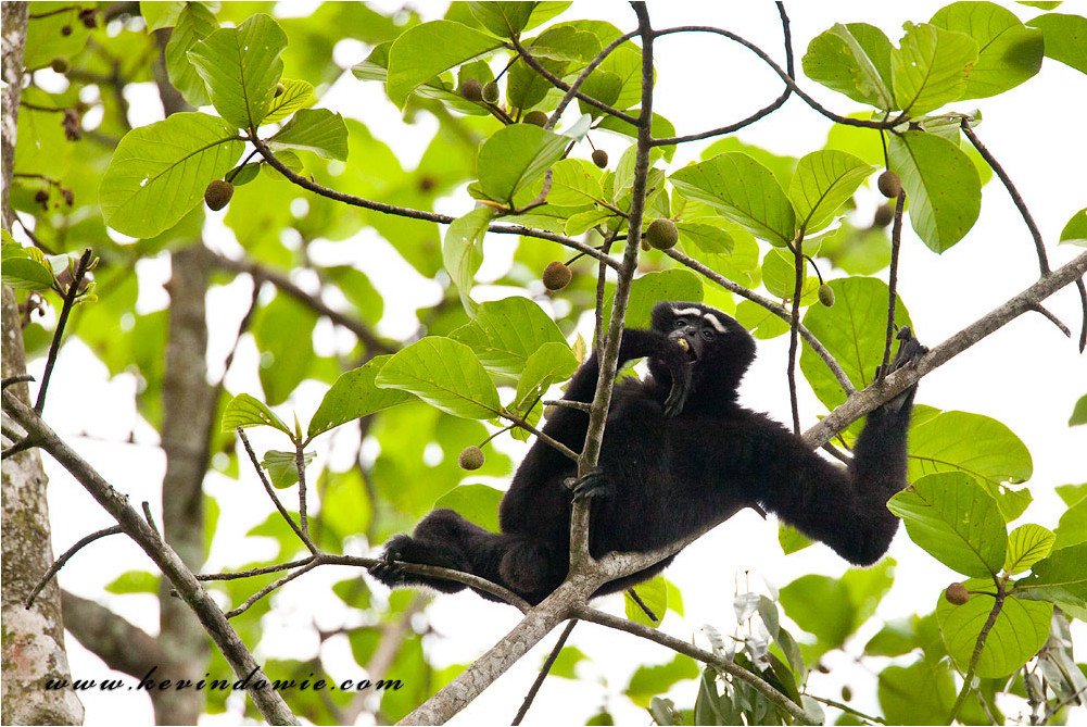 gibbon in tree - click for audio visual presentation