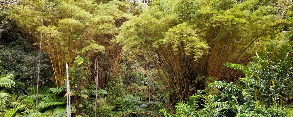 Bamboo Forest, Hawaii.