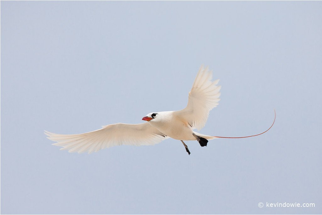 Red-tailed Tropic bird. Click for image gallery.