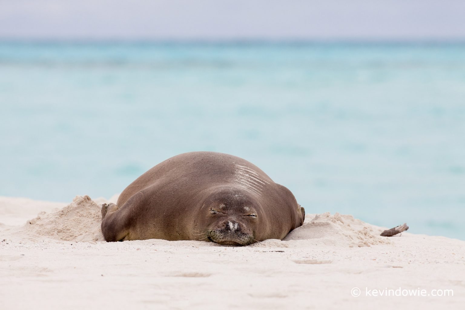 Hawaiian Monk Seal sleeping on beach, Midway Atoll.