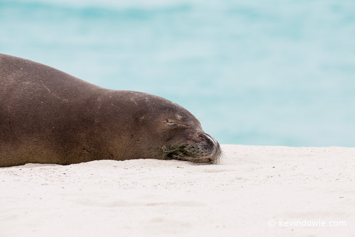 Hawaiian Monk Seal 