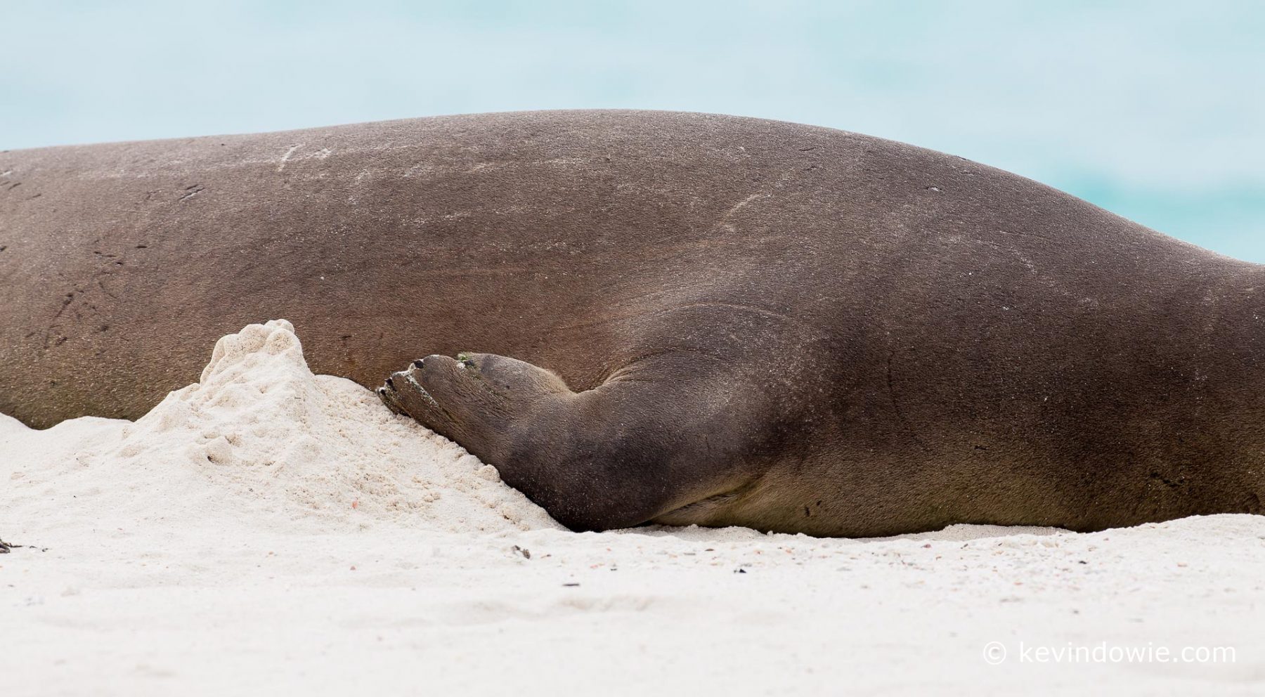 Seal sleeping on beach, Midway Atoll (detail).