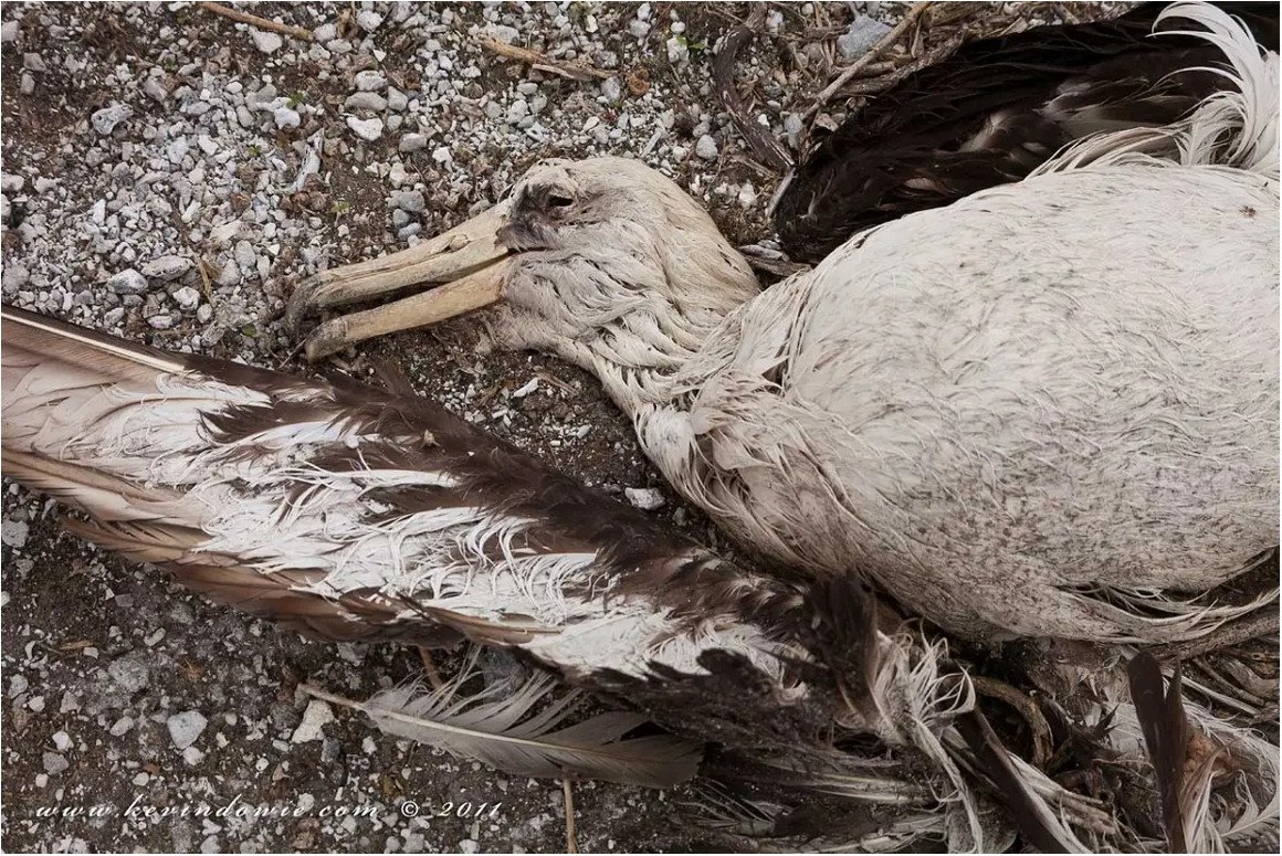 click for Midway Atoll gallery