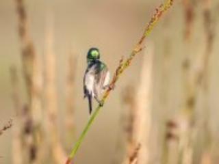 Sunbird preening