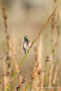 Sunbird preening