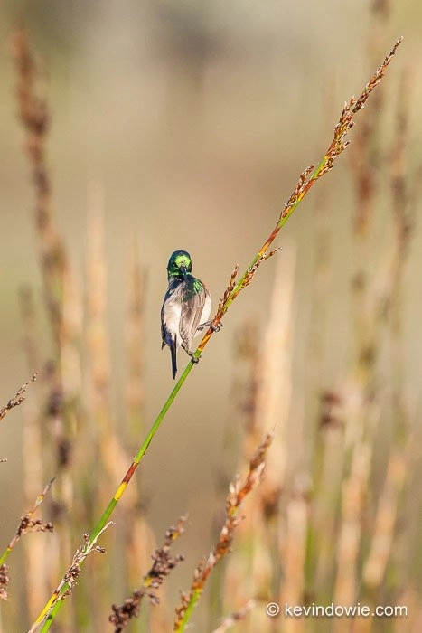 Sunbird preening