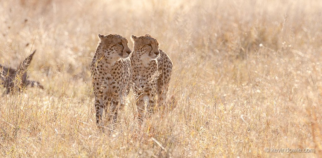 Backlit cheetahs, Okavango Delta, Botswana.