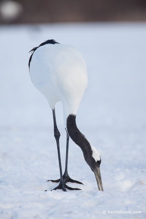 red crowned crane feeding