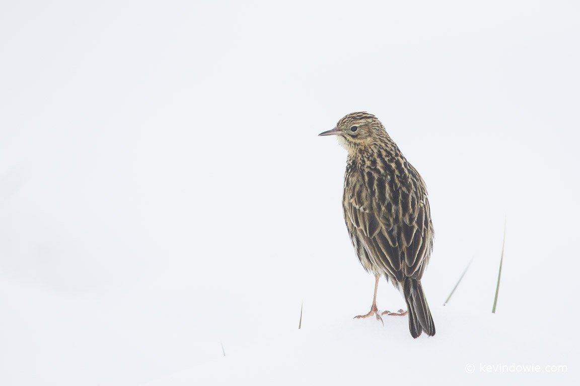 South Georgia Pipit