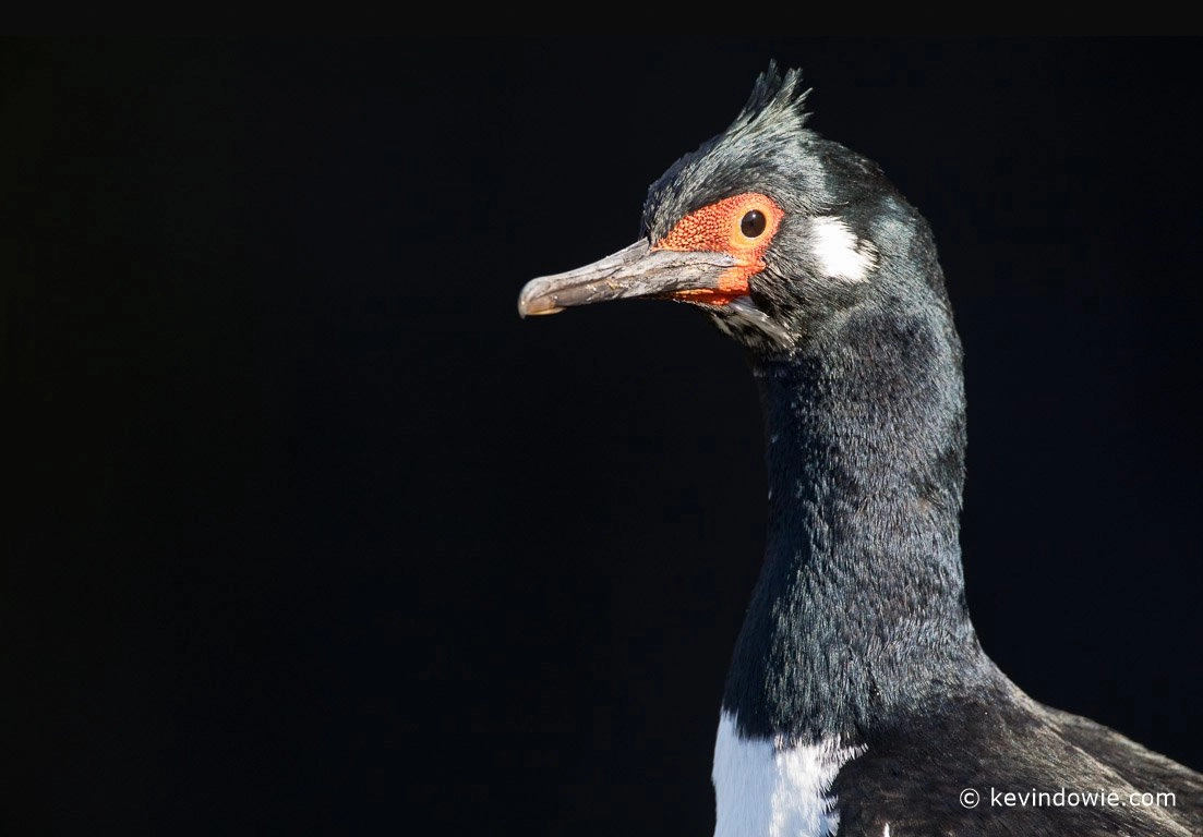 Rock Cormorant