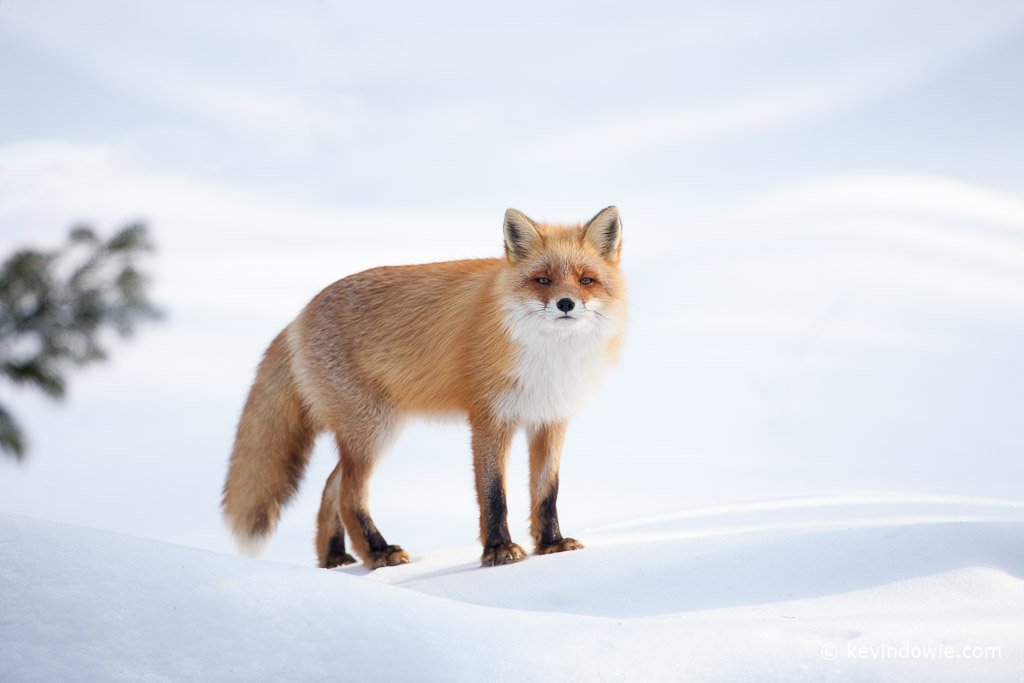 japanese red fox, hokkaido