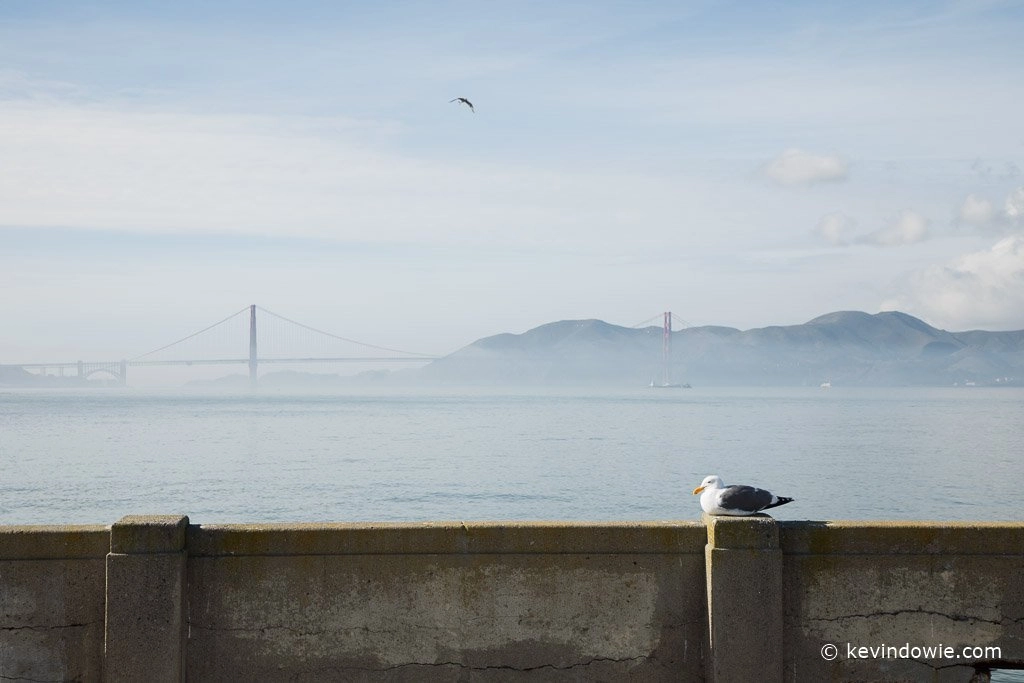 Seagull and the Golden Gate Bridge