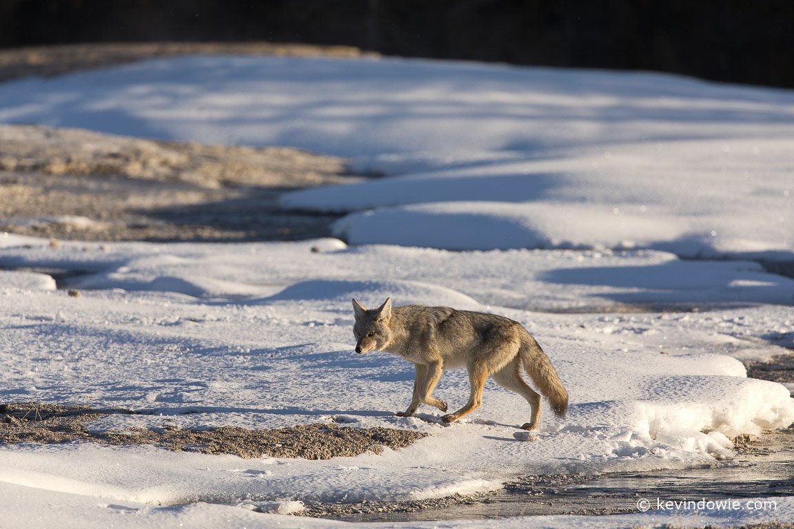 Old Faithful's resident coyotes.