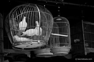 Pigeons in black and white
