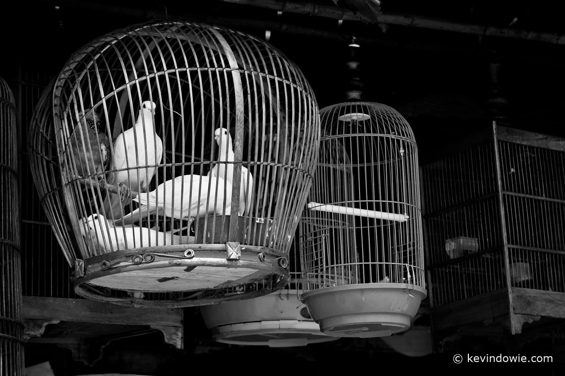 Pigeons in black and white