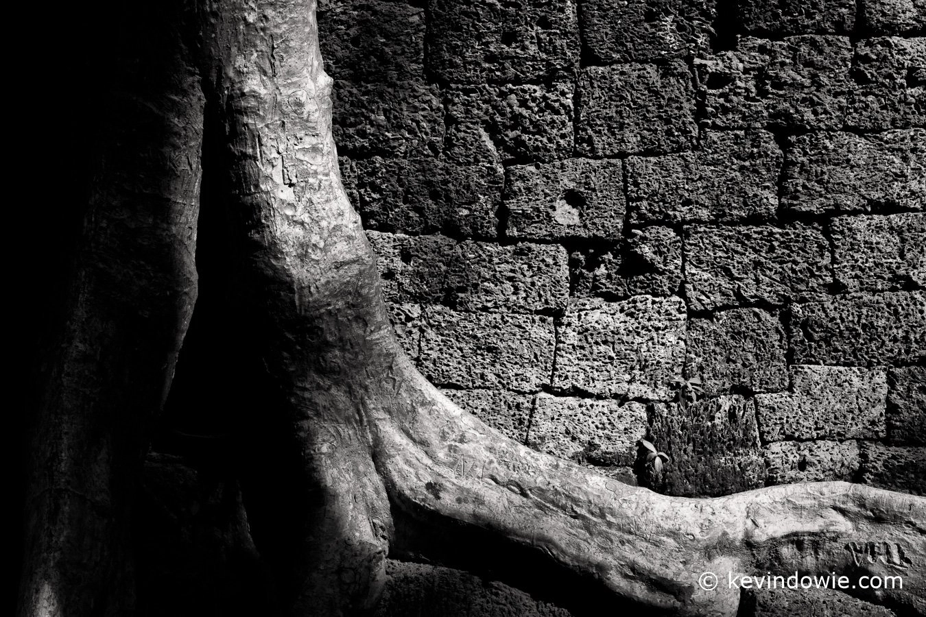 Tree roots, Ta Prohm 2
