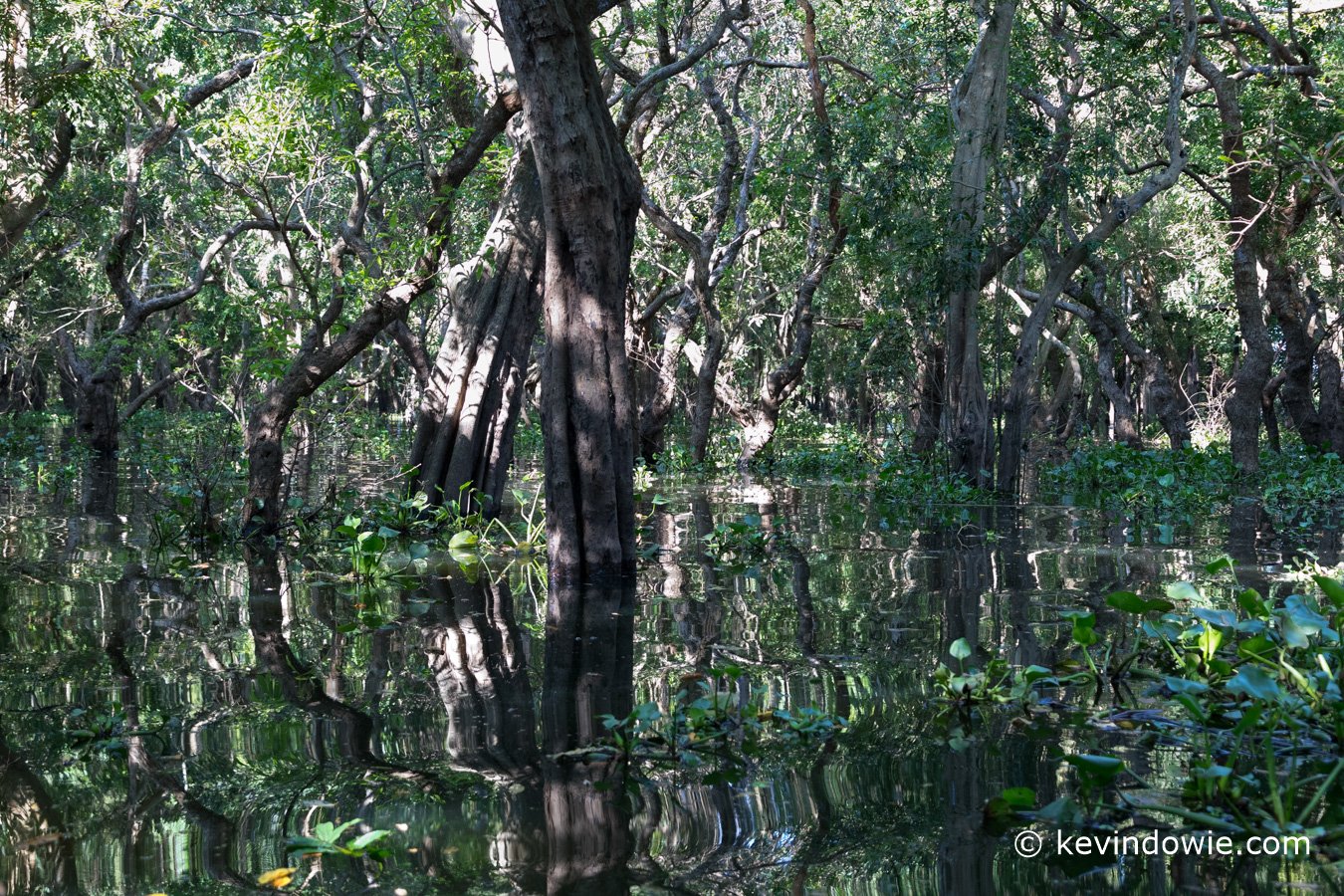 Mangrove