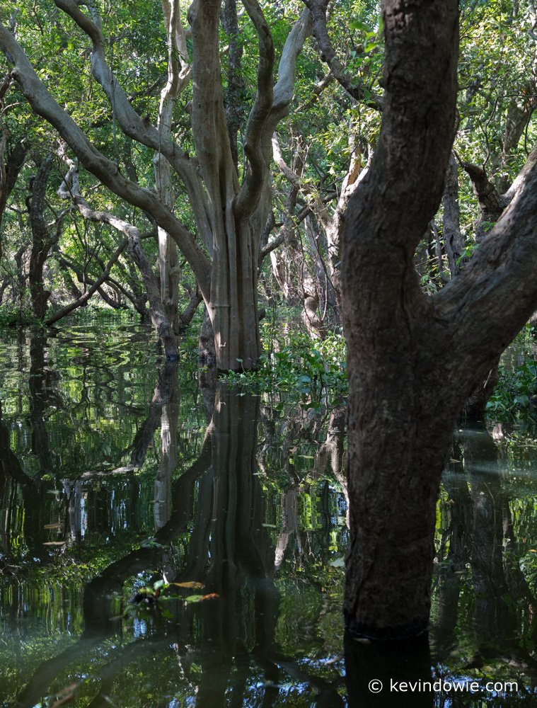 Tonle Sap Mangrove #2