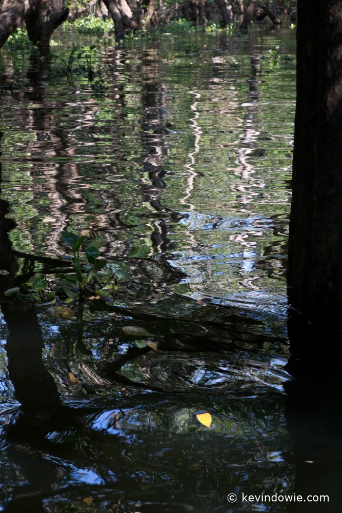 Tonle Sap Mangrove