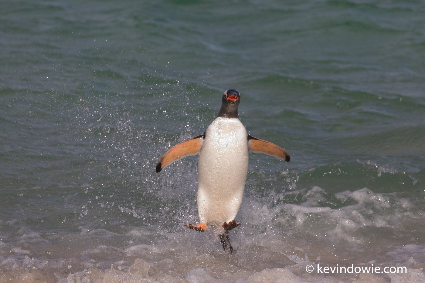 Gentoo Penguin launches itself from the water
