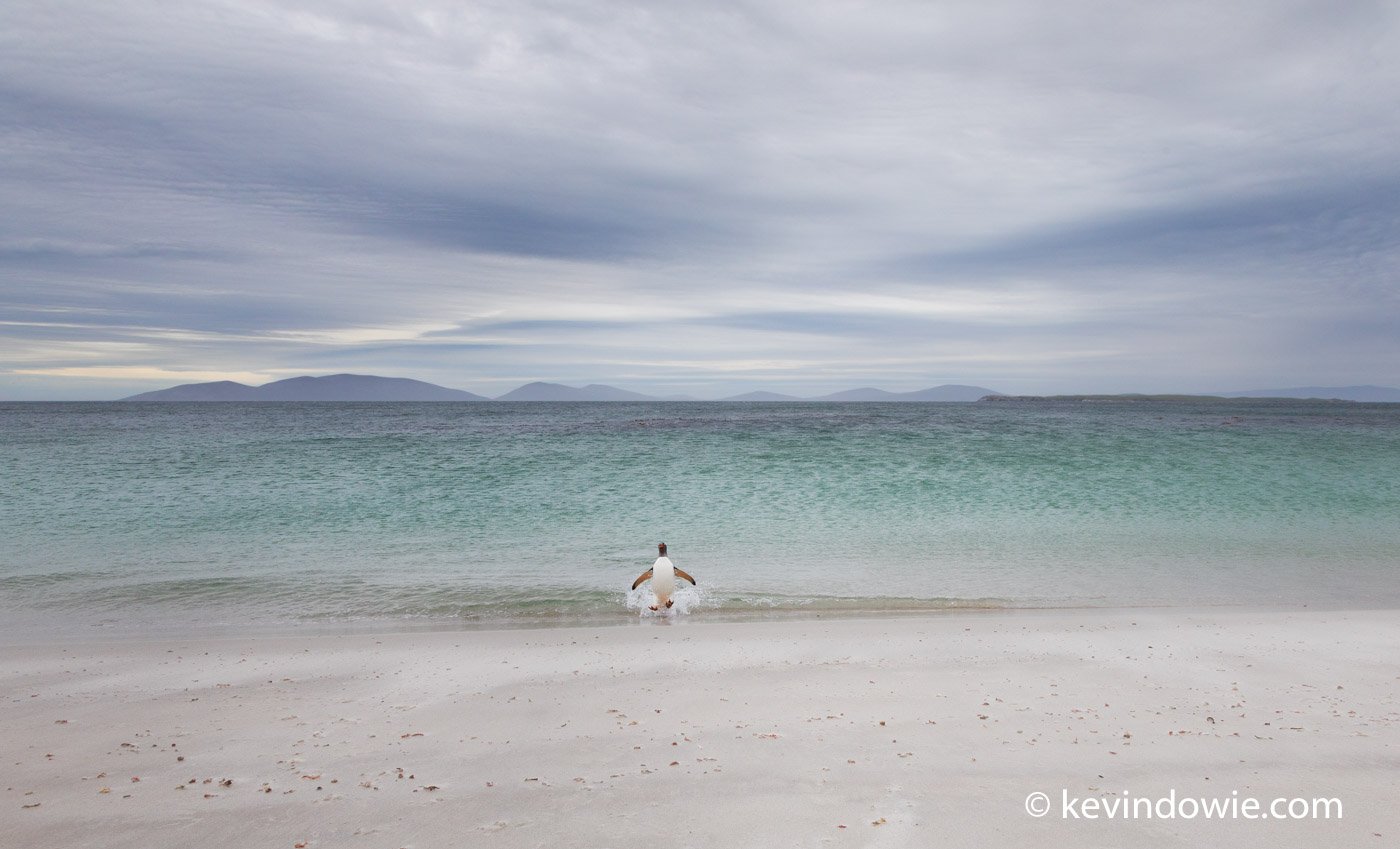 a Gentoo leaps toward the sand