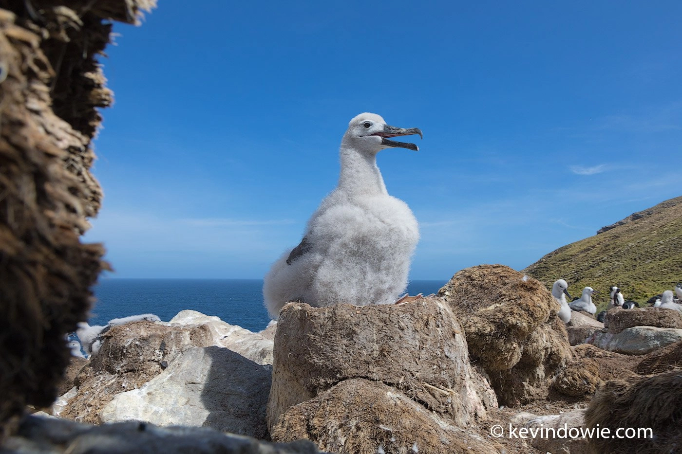 A wide-angle lens and a low viewpoint.