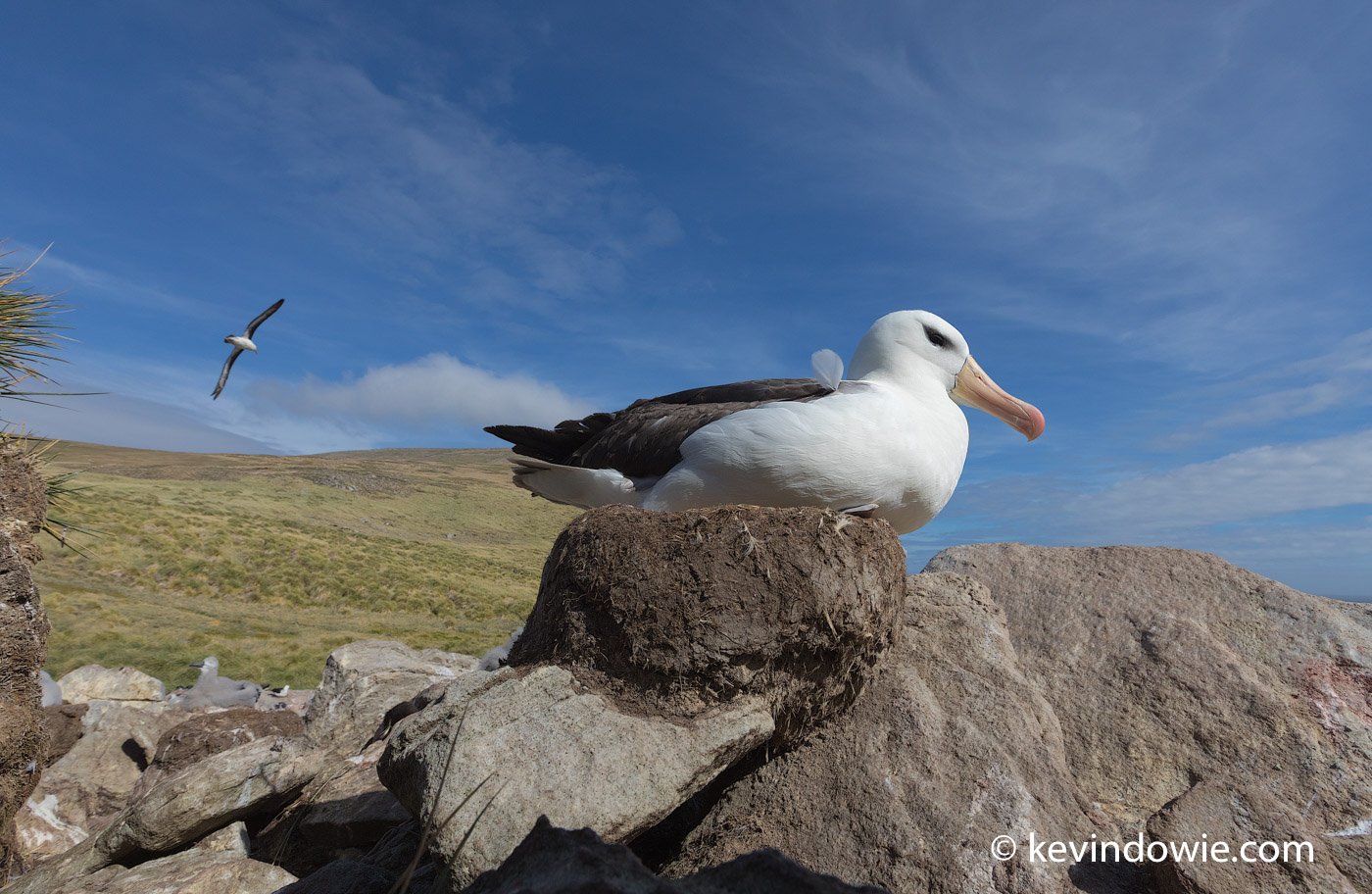 The albatross use raised nests constructed from mud