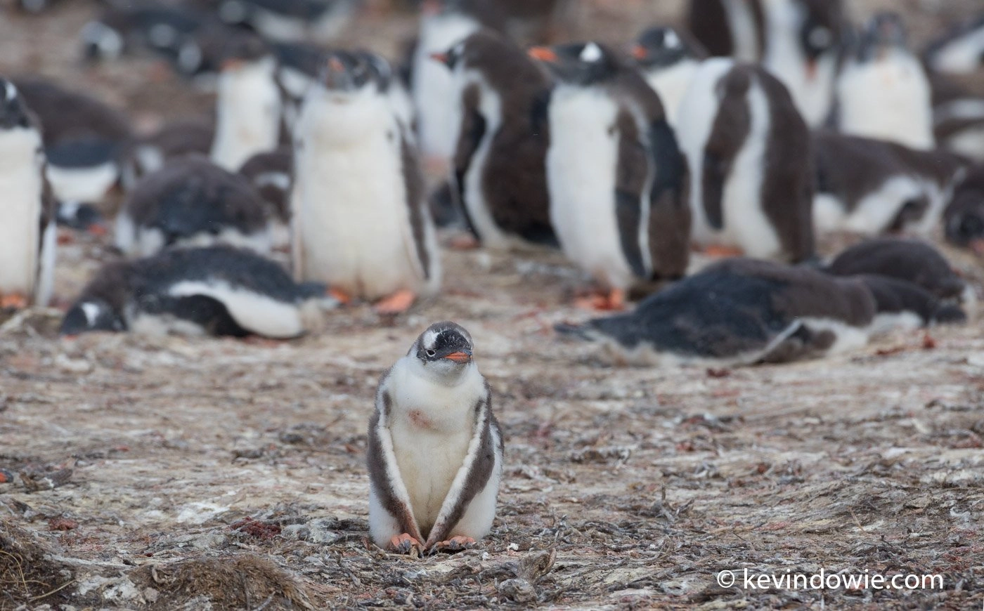 A Gentoo Penguin chick sits at the edge of a colony.