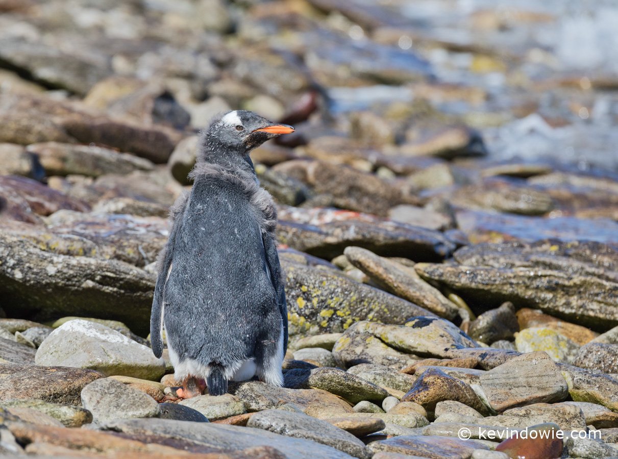 Moulting chick on beach