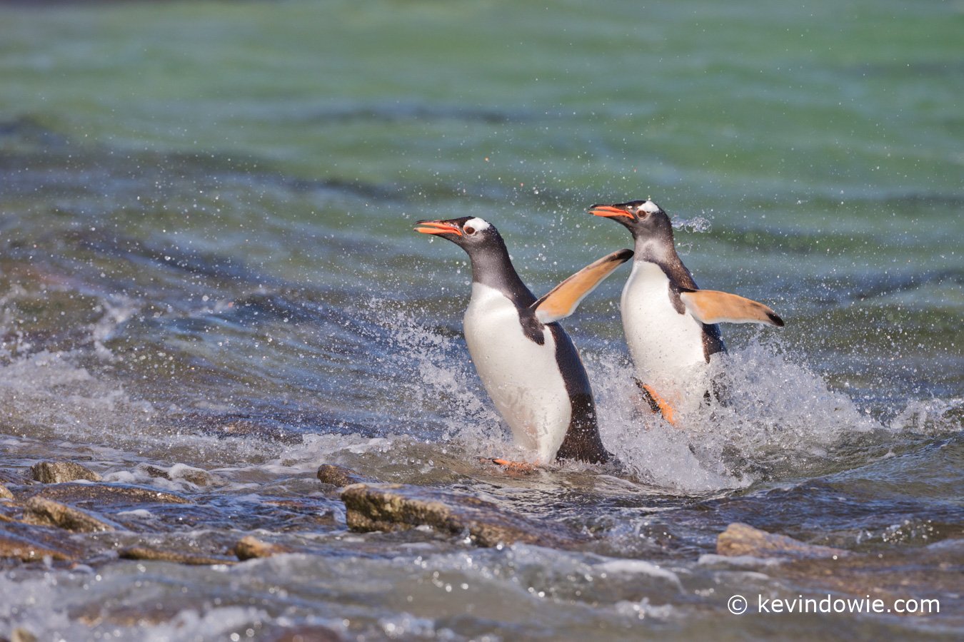 Surfing into the beach, Gentoo Penguins, Weddell Island, Falkland Islands