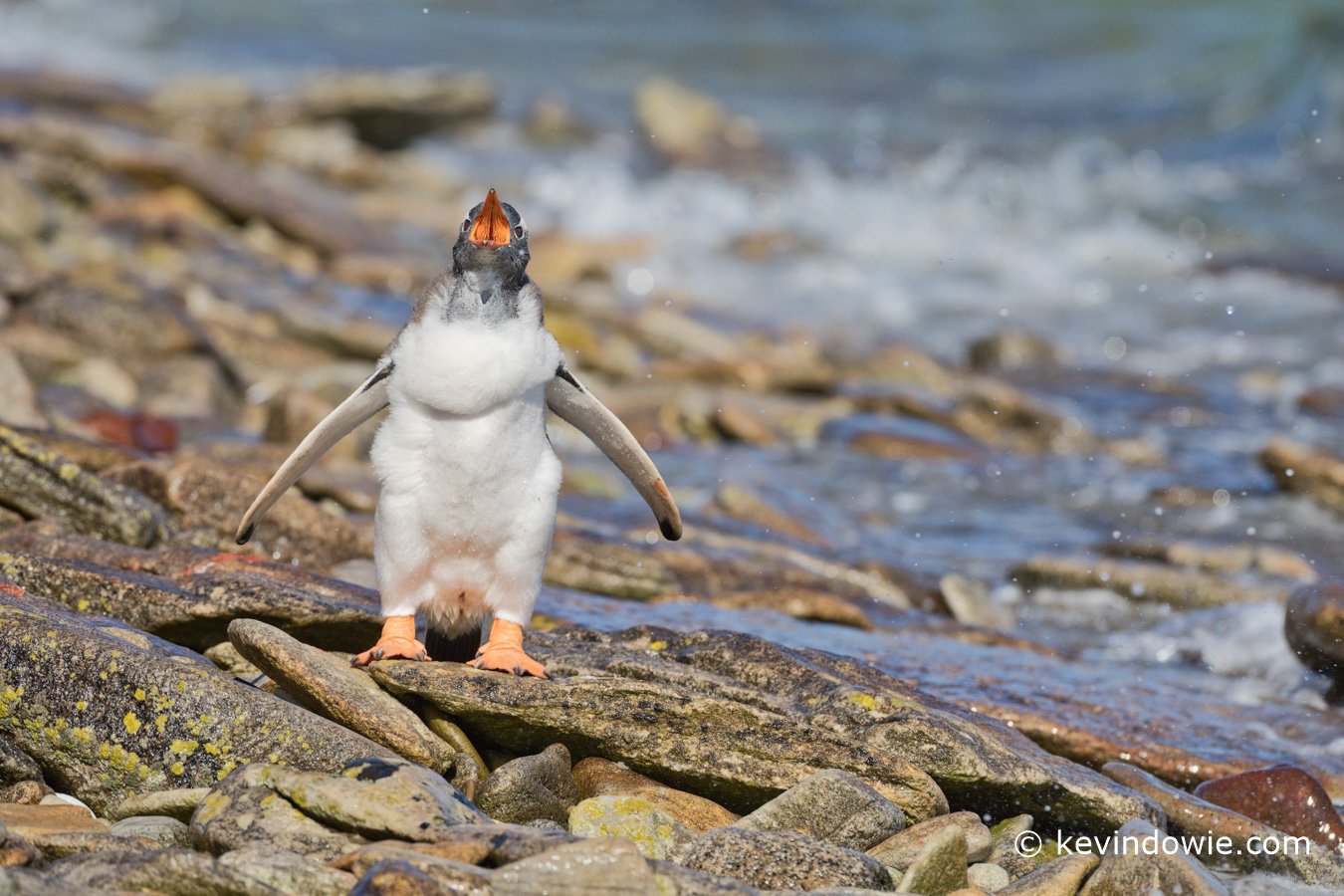 Gentoo chick calling for its parent, Weddell Island, Falkland Islands