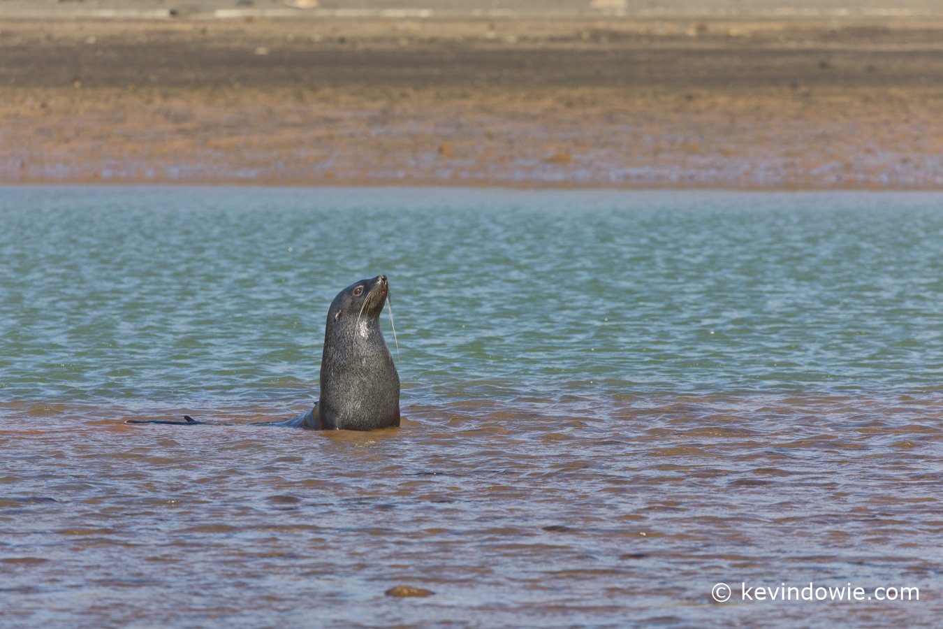 Antarctic fur seal