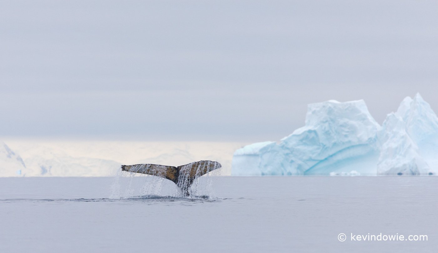 Humpback whale diving, Antarctica.