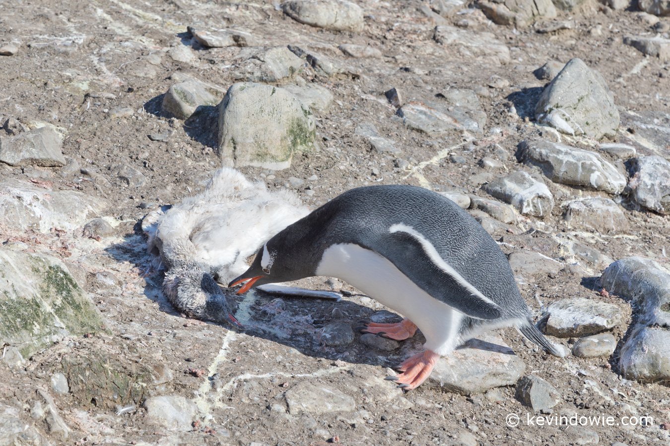 An adult Gentoo Penguin pauses to check the remains of a dead chick. Deception Island.