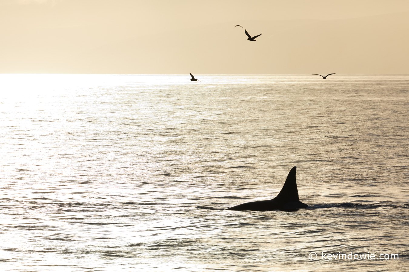 Killer whale with attendant skuas, Antarctica.