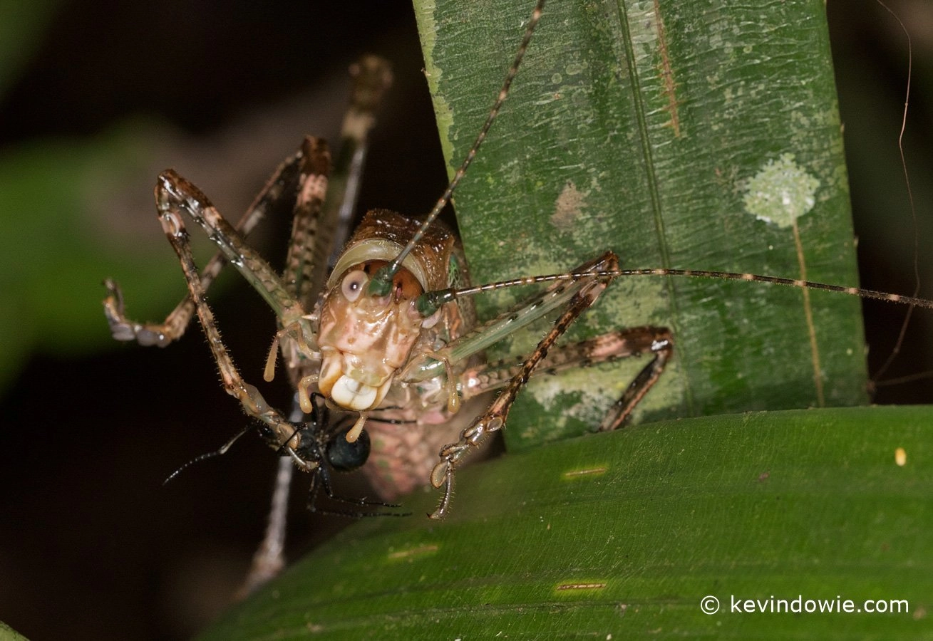 mantis with prey