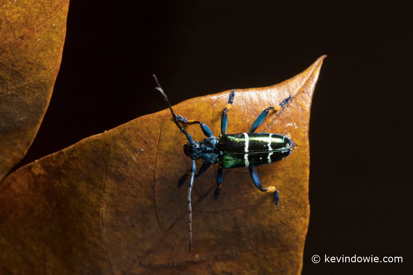 iridescent beetle on leaf