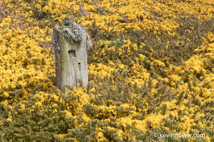 fence post and gorse