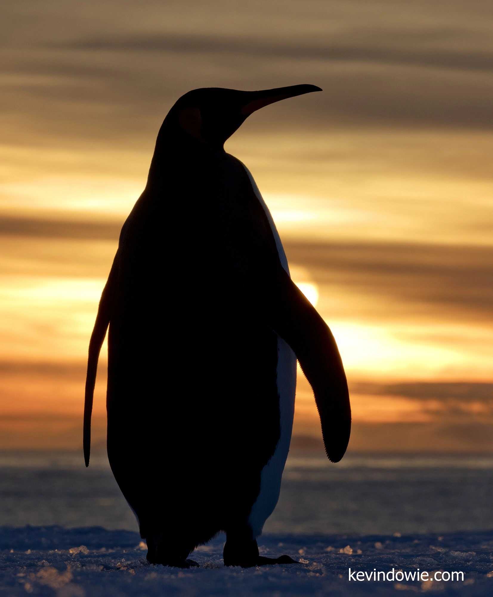 Penguin Silhouette