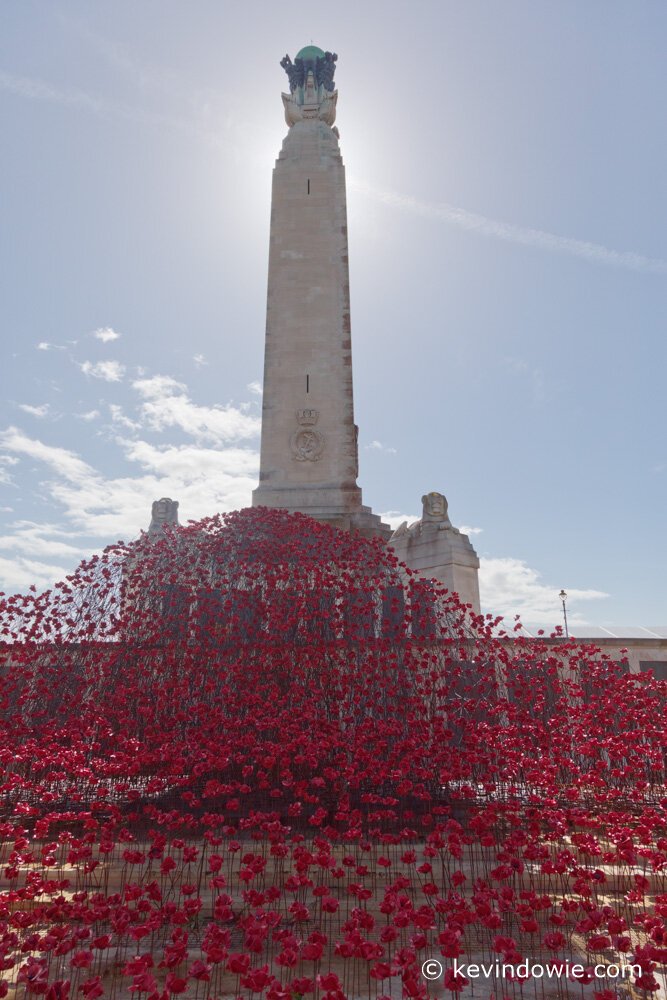 a wave of poppies