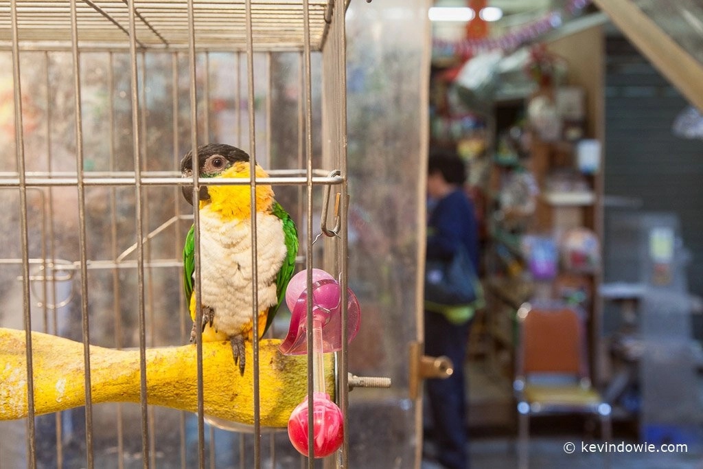 Parrot in a cage.