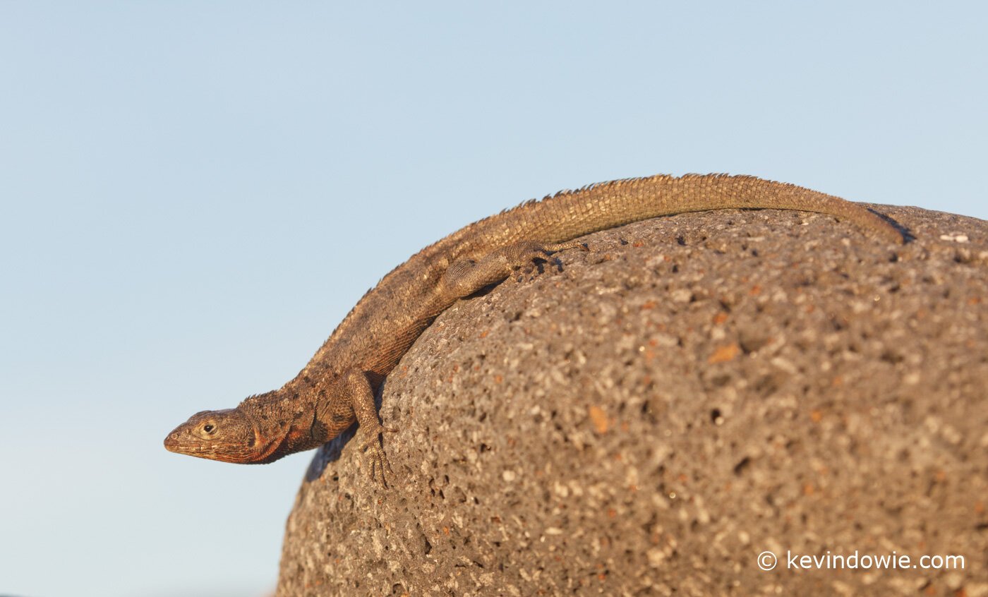 Lava lizard, Galapagos Islands.