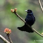 The hair-crested drongo (Dicrurus hottentottus) is native to India and Bhutan through Indochina to China, Indonesia, and Brunei. Previously it was known as the Spangled Drongo (Dicrurus bracteatus), that name is now applied only to the Australian sub-species.