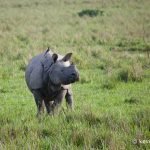 Single horned rhinoceros (Rhinoceros unicornis) Kaziranga National Park, Assam, India.