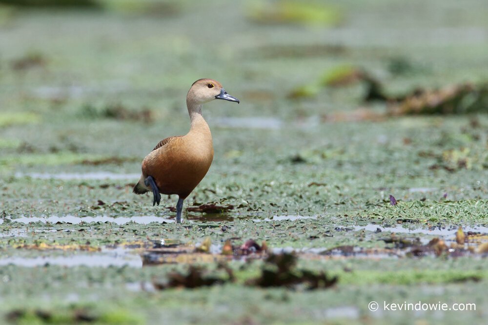 Lesser Whistling Duck