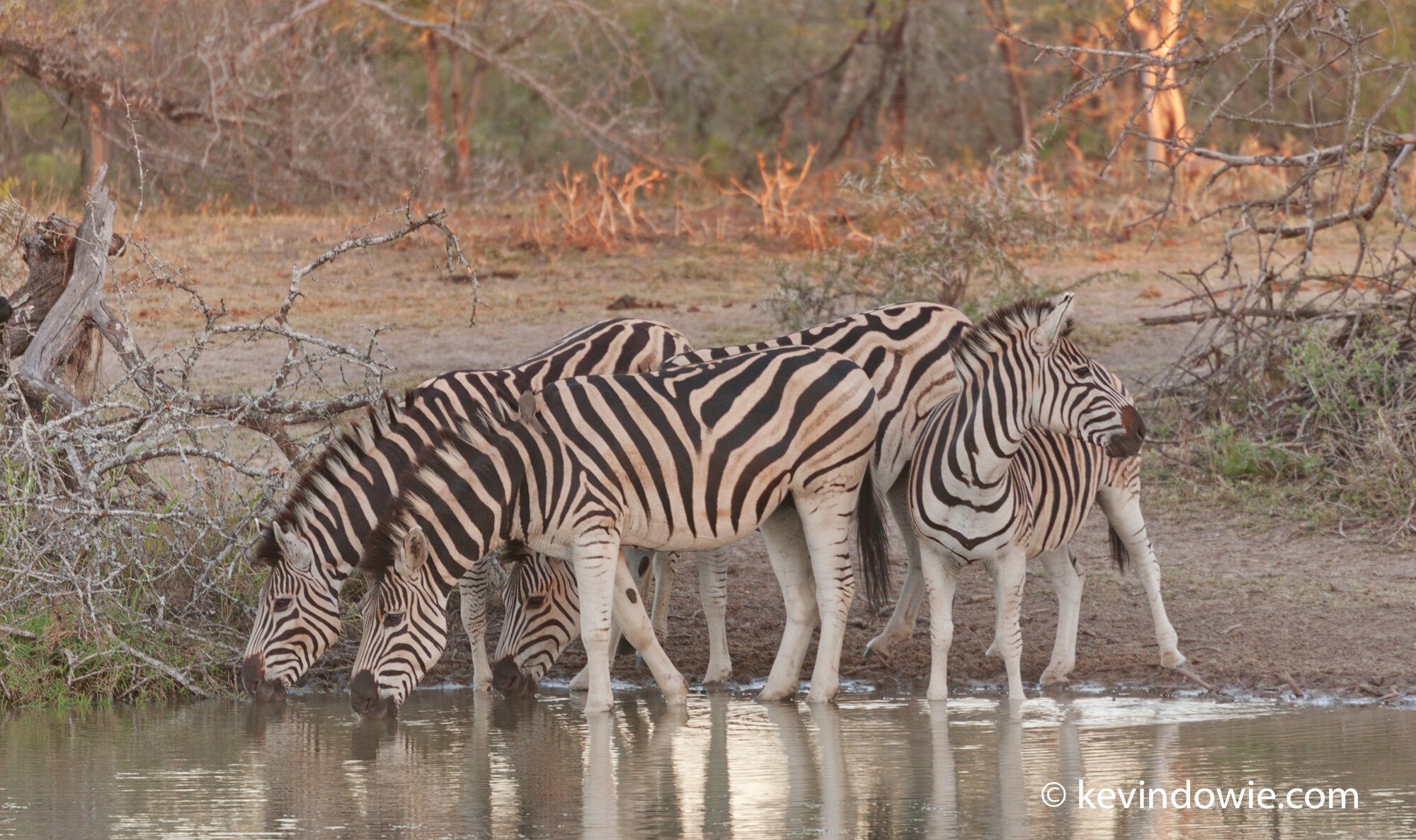 Zebras, South Africa