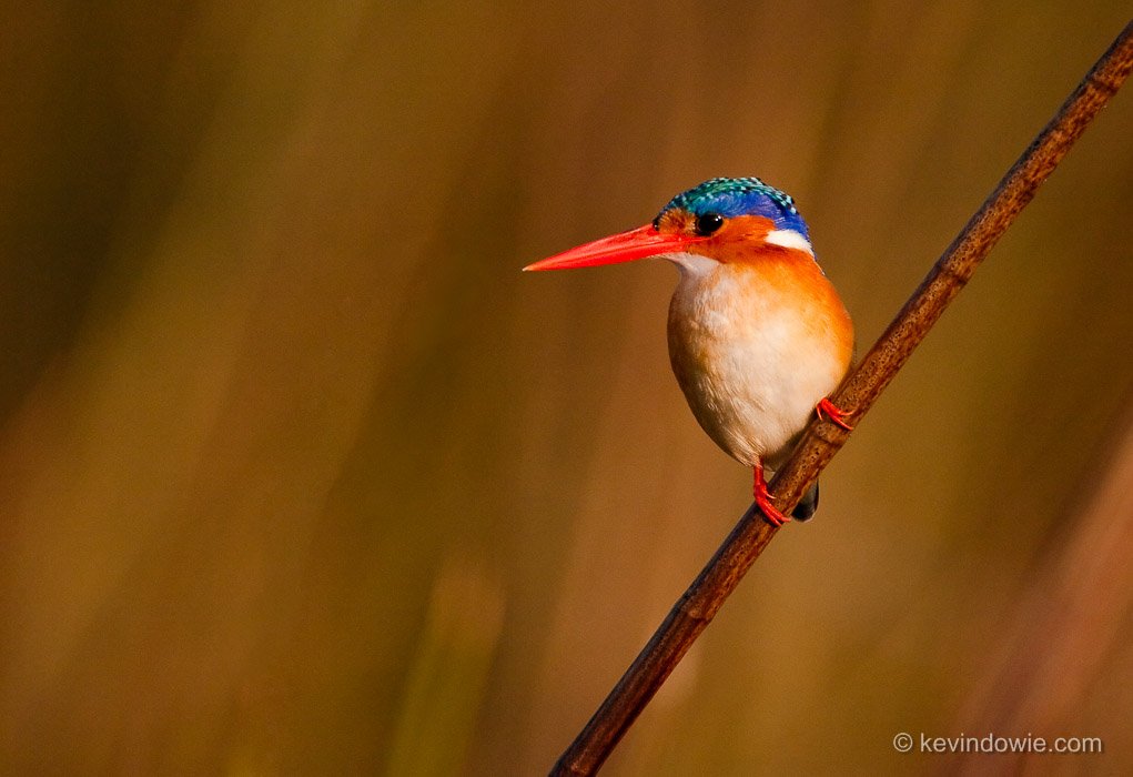 Malachite Kingfisher