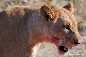 20090723_kevindowie_botswana_lionkill_0123
