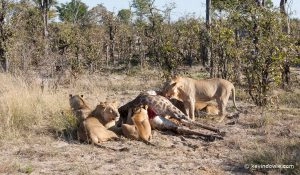 20090723_kevindowie_botswana_lionkill_0051